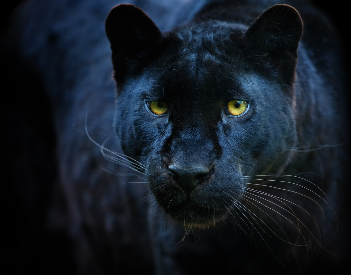 black panther